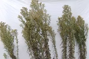 broad-leaved fleabane - flowering stems