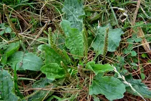 broad-leaved plantain
