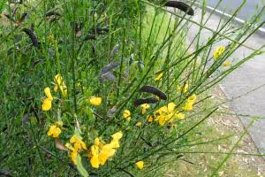 Broom weed