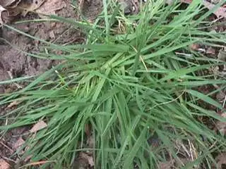Photo of a clump of Browntop grass