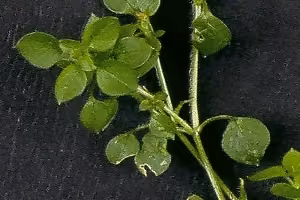 Chickweed