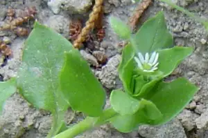 Chickweed leaves