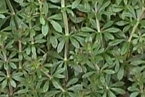 Cleavers leaves on stem.