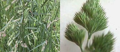 Photos of the Cocksfoot seedhead (right) and plant in seed (left).