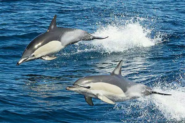 common dolphins jumping out of the ocean