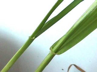 Photo comparing the leaves of Perenial and Italian ryegrass.