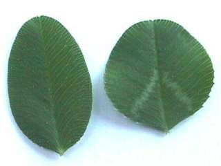 Photo of Strawberry Clover leaf (left) to White Clover leaf (right)