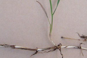 Couch weed rhizomes