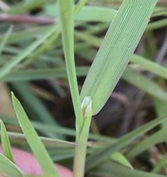 Photo of the leaf of a Creeping bent plant