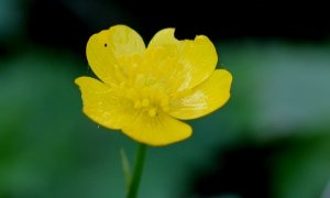 Creeping buttercup flower.