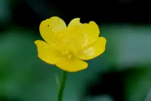 Creeping buttercup flower.