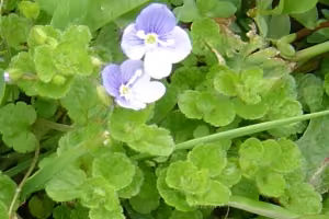 Creeping speedwell in flower.