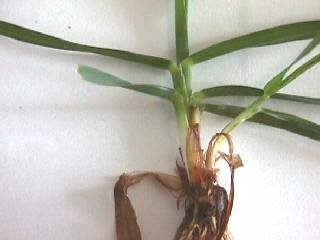 Photo of the Crested dogstail leaf and tiller