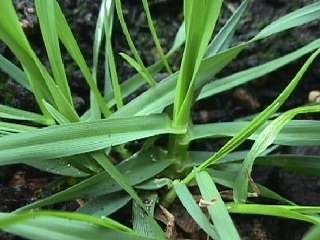 Photo of Crested dogstail plant