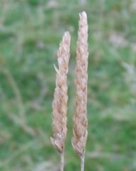 Photo of the Crested dogstail seedhead