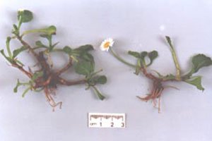 Full view of a daisy, showing root and flower size