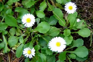 Daisy