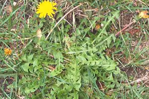 Dandelion
