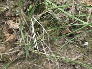 Photo of Danthonia grass