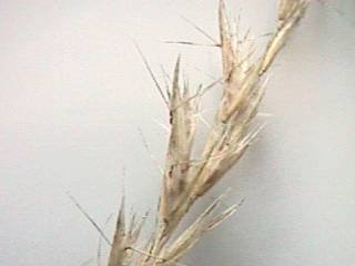 Photo of the Danthonia seedhead