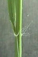 Photo of the ligule on a Danthonia stalk