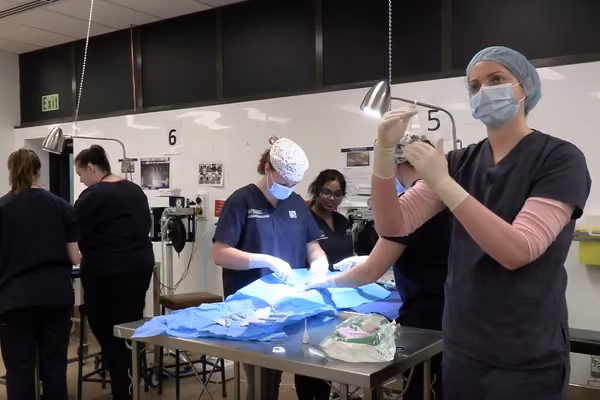 Surgery in the student-run animal desexing clinic