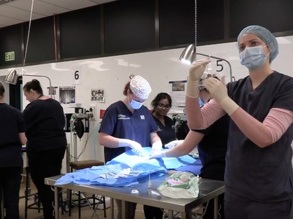 Surgery in the student-run animal desexing clinic
