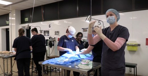 Surgery in the student-run animal desexing clinic