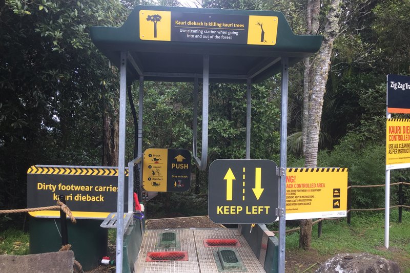 Researchers unveil important tool in the battle against kauri dieback