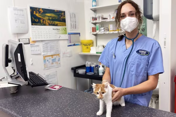 Vet examining a kitten
