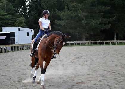Adult rider on bay horse performing dressage in an outdoor arena