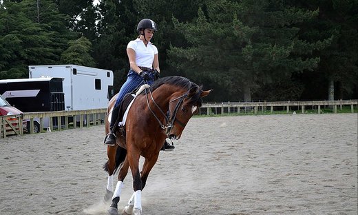 Adult rider on bay horse performing dressage in an outdoor arena