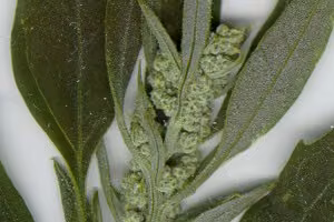Fathen flowering