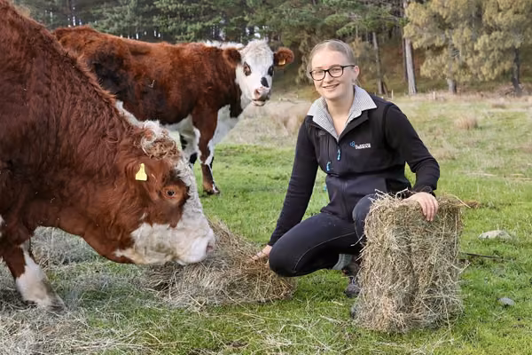 girl in field holding hay next to two cows