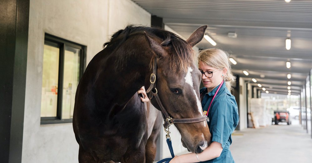 Equine Veterinary Clinic