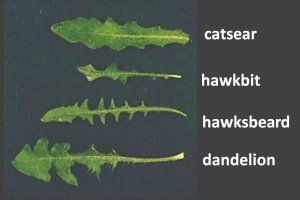 Flat weed leaf comparison.