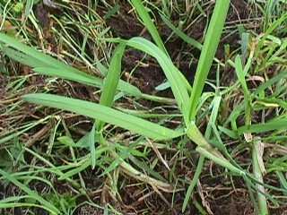 Photo of the Floating Sweet Grass plant