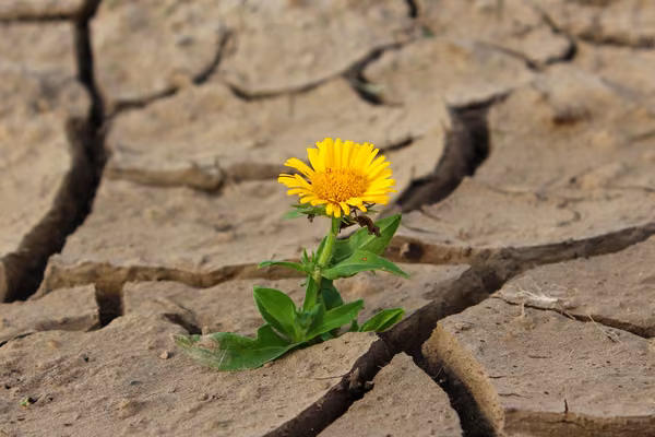 Close up photo of yellow flower growing out of dried up dirt.
