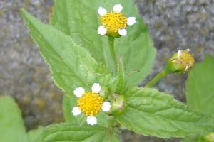 Galinsoga flowers