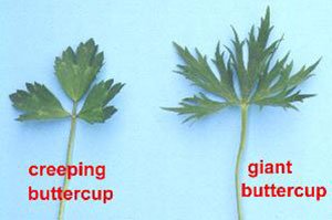 Buttercup leaf comparison.