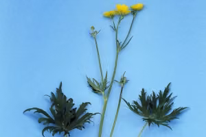 Giant buttercup.