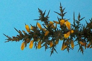 Gorse leaves and flowers