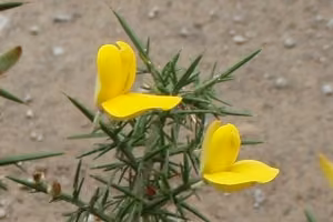Gorse yellow flower