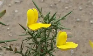 Gorse yellow flower