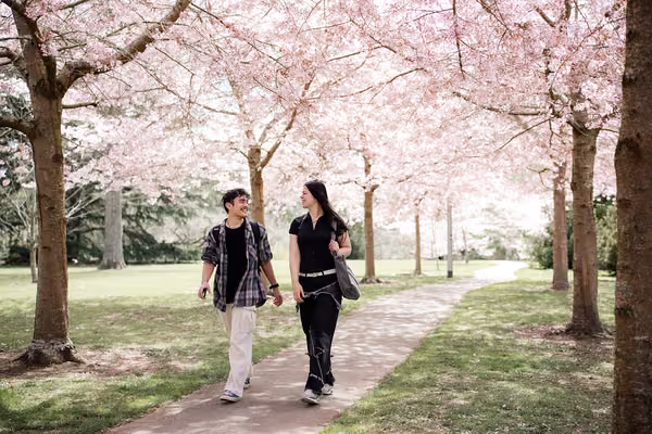 Students walking on the Manawatū campus under the Cherry blossoms.
