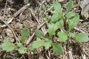 Groundsel weeds growing in multch.