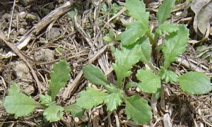 Groundsel weeds growing in multch.