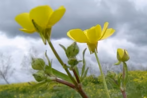 hairy buttercup