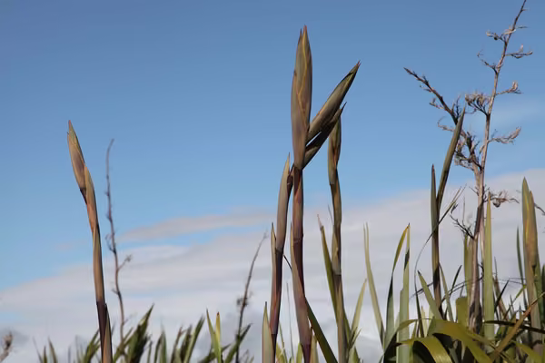 Flowering harakeke with a clear blue sky in the background.