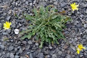 Hawkbit weed